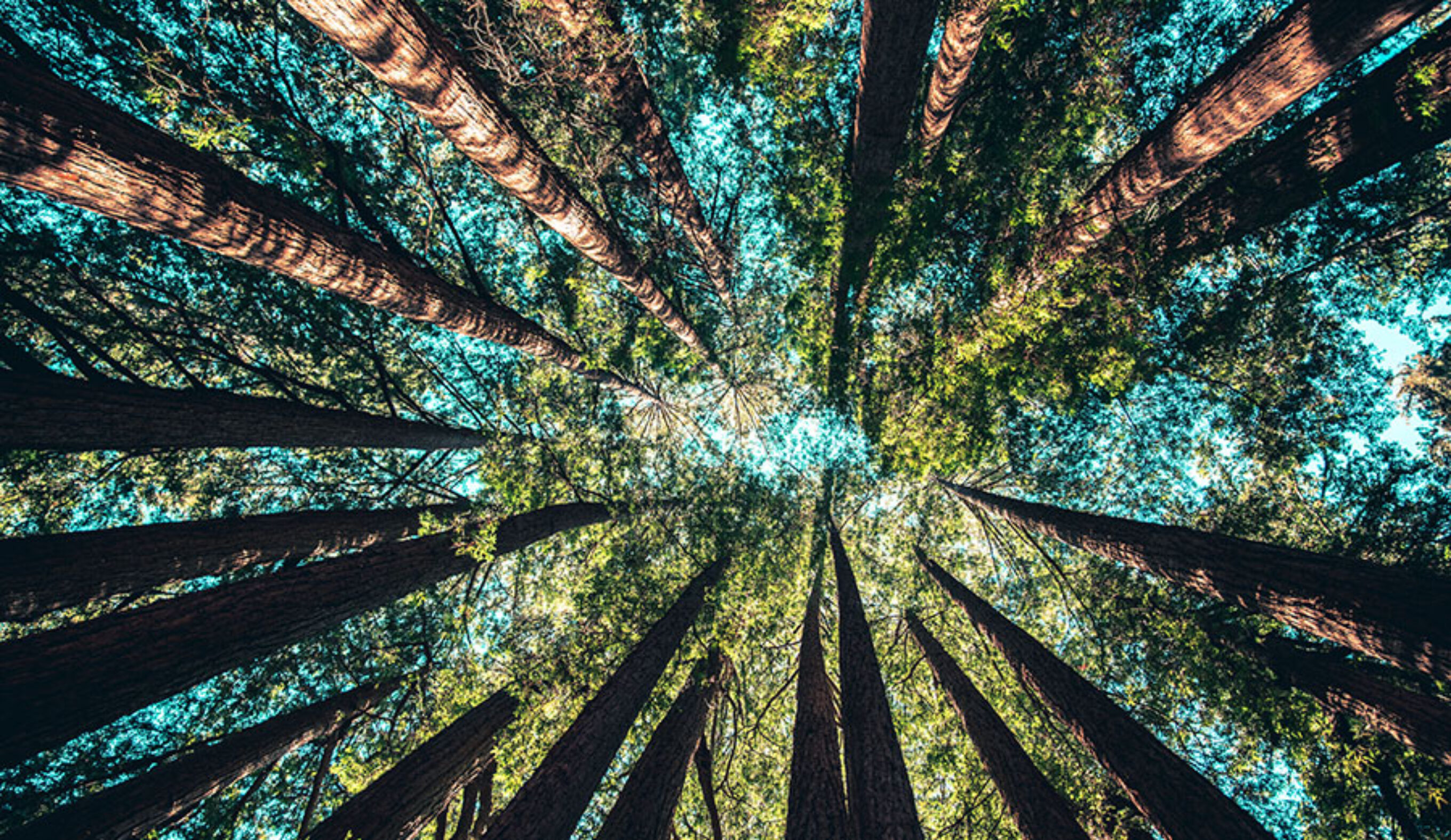 The Circular Economy