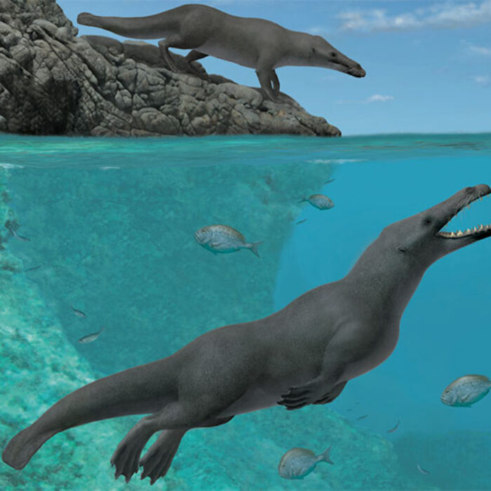 Four-legged whales