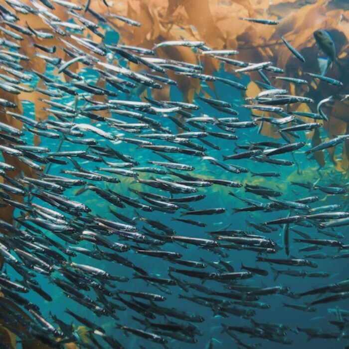 The study found that local extinctions were twice as likely in the ocean as on land. Photo: Zhan Zhang/Unsplash
