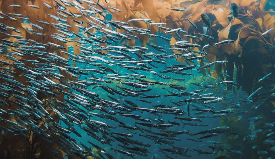 The study found that local extinctions were twice as likely in the ocean as on land. Photo: Zhan Zhang/Unsplash