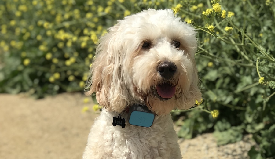 Luna mini Goldendoodle wearing Whistle 3.