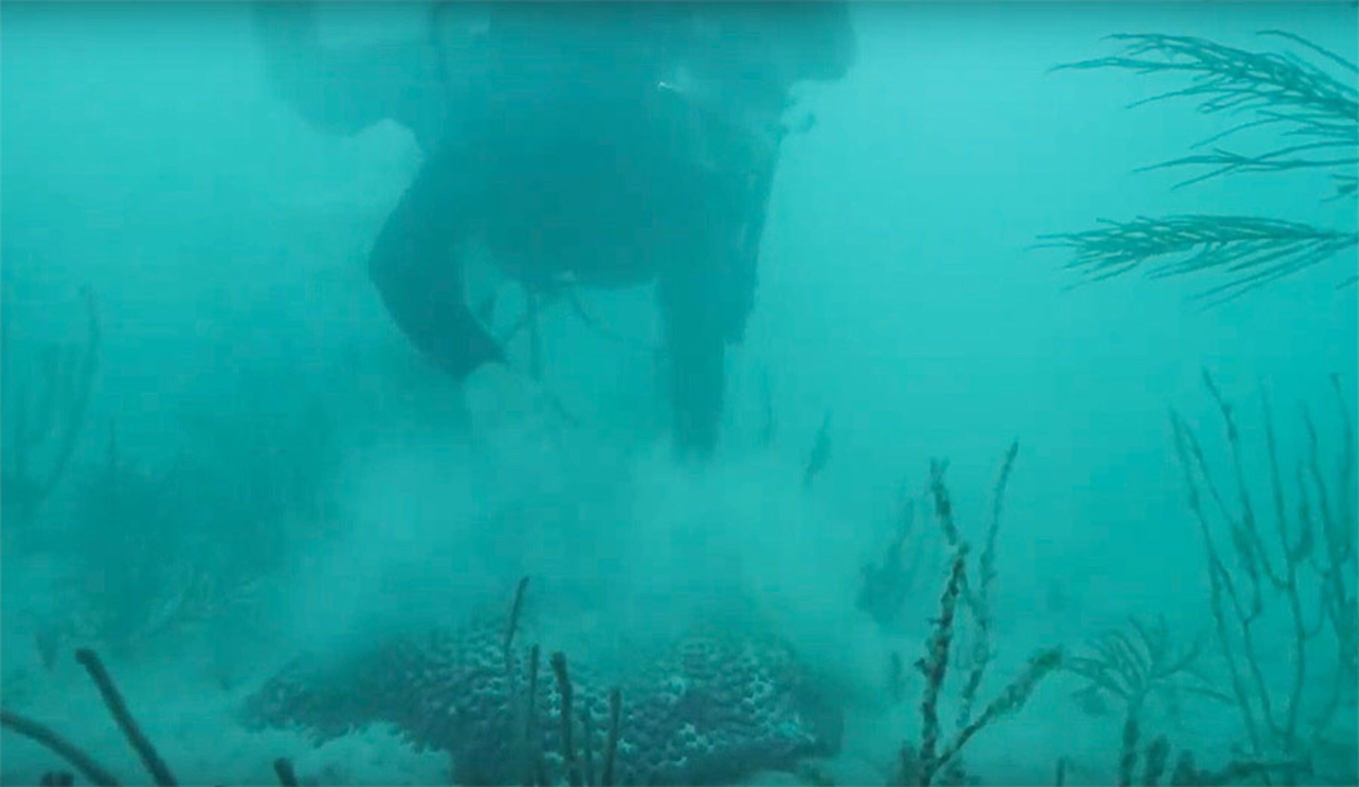 A diver brushes sediment off coral in the Port of Florida.