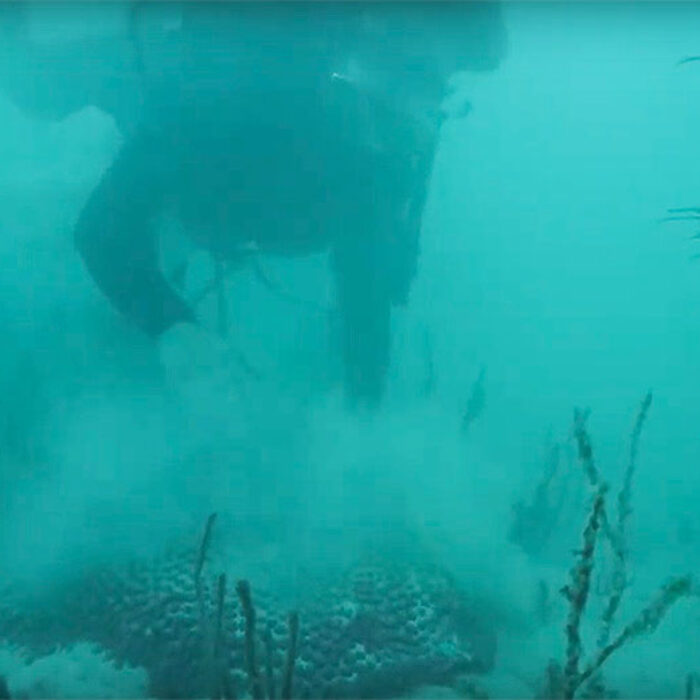 A diver brushes sediment off coral in the Port of Florida.