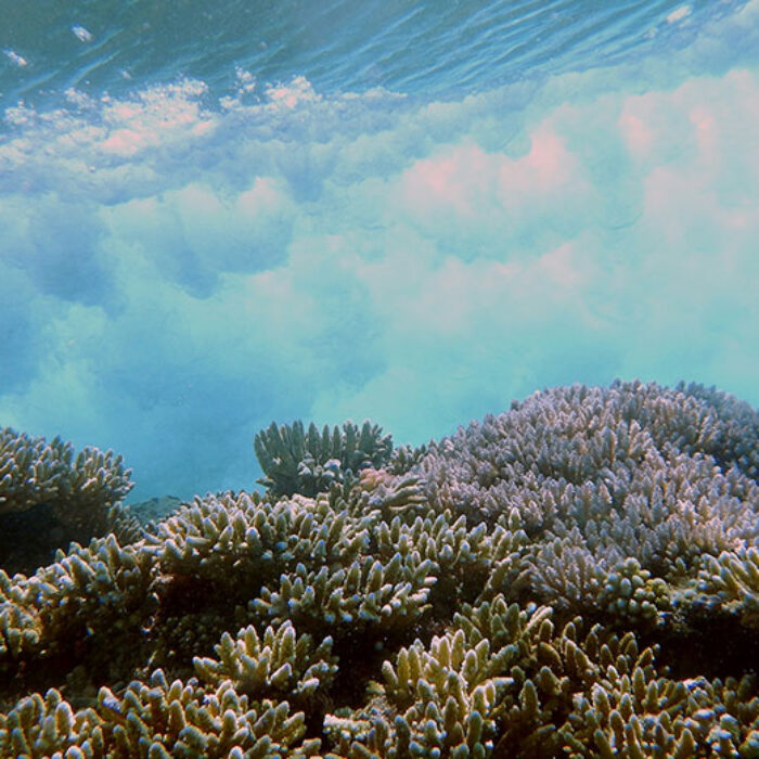 coral reefs