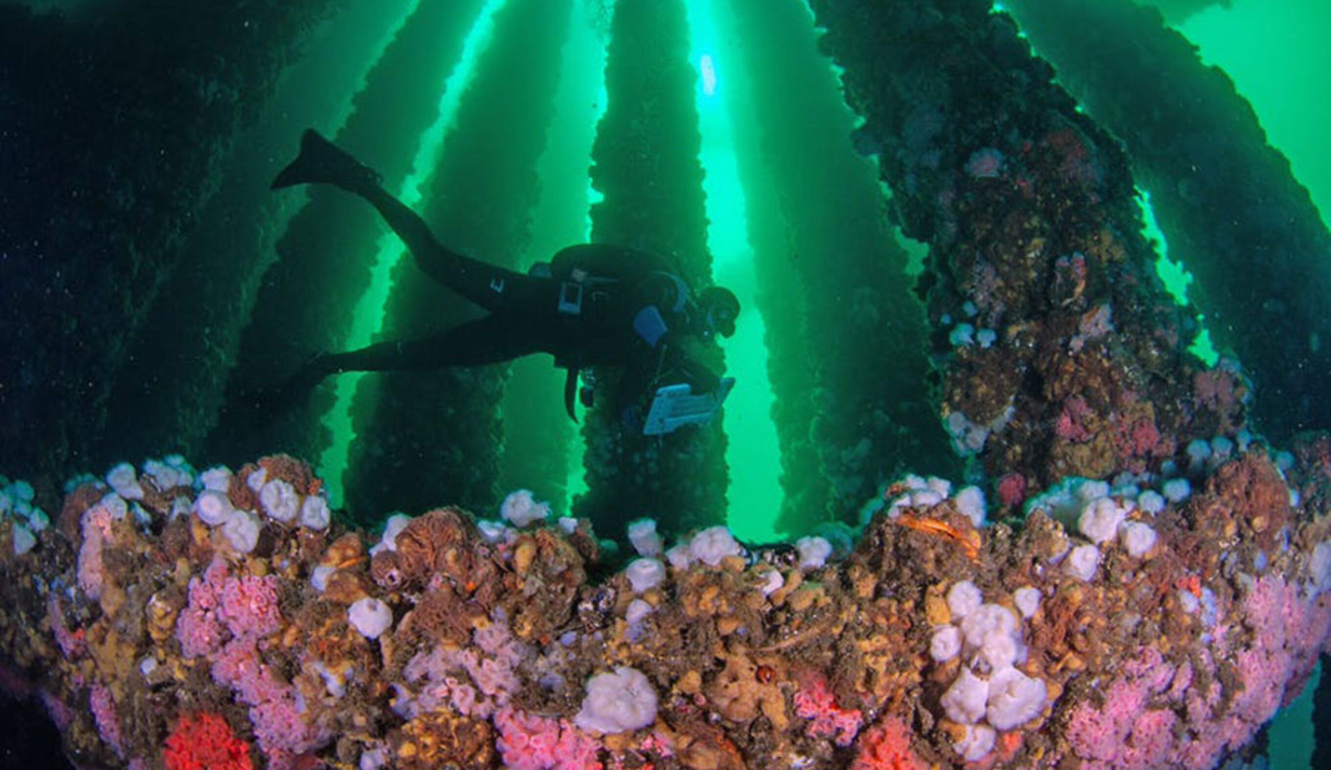 A marine biologist surveys fishes living at Platform A, Santa Barbara Channel, Calif.