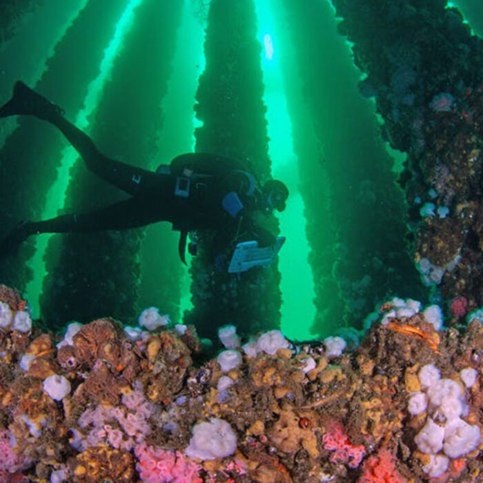 A marine biologist surveys fishes living at Platform A, Santa Barbara Channel, Calif.