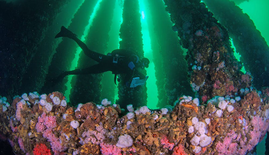 A marine biologist surveys fishes living at Platform A, Santa Barbara Channel, Calif.