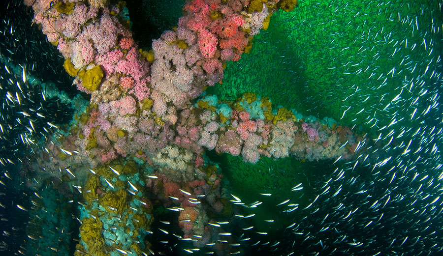 A school of juvenile bocaccio in the midwaters of Platform Gilda, Santa Barbara Channel, Calif