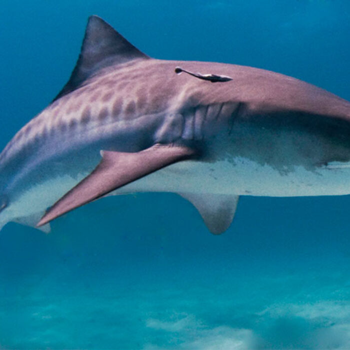 Tiger shark swimming