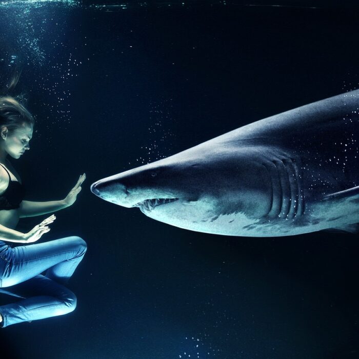 Shark Encounter