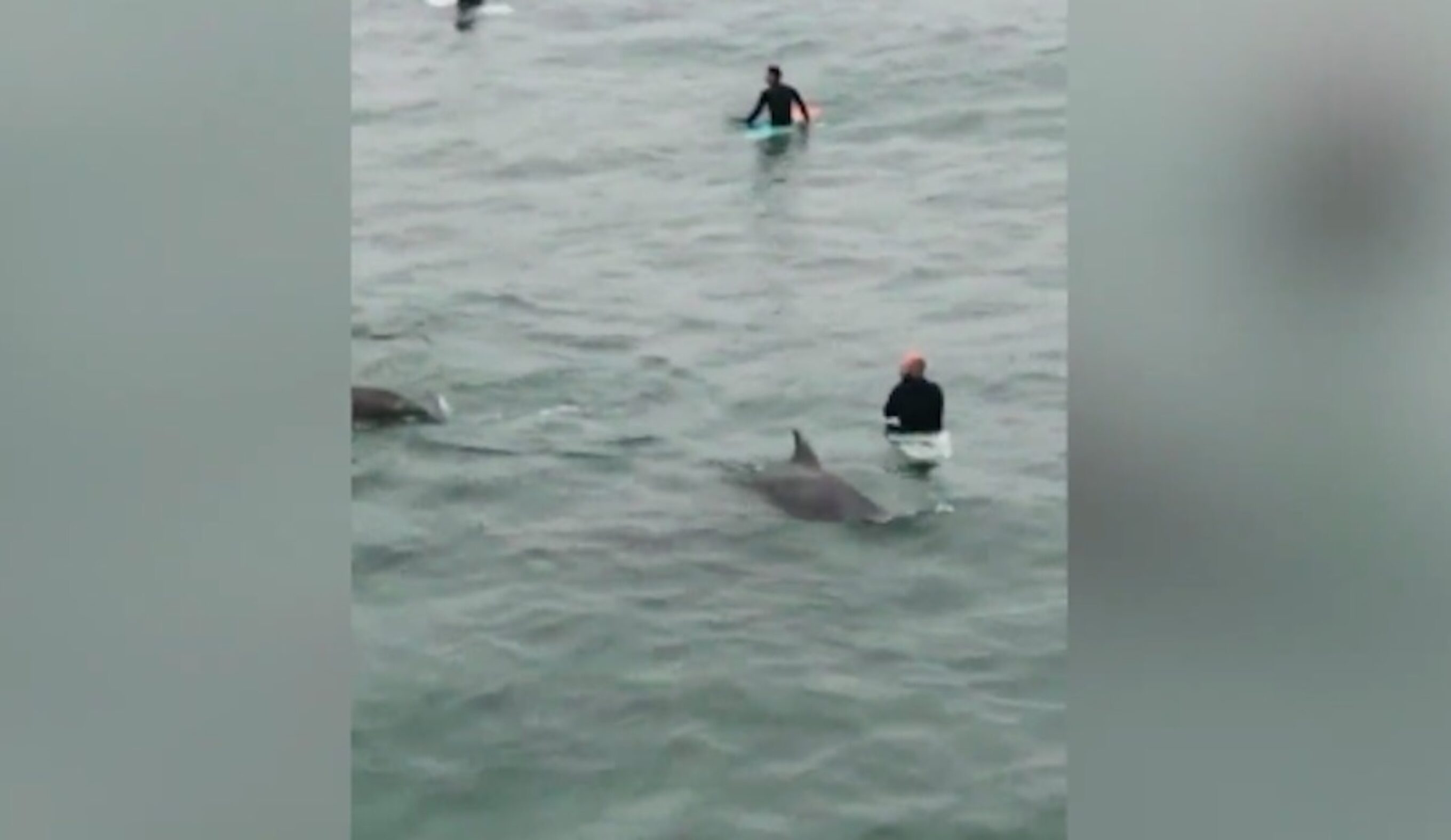 Dolphins brush surfers at Manhattan Beach Pier