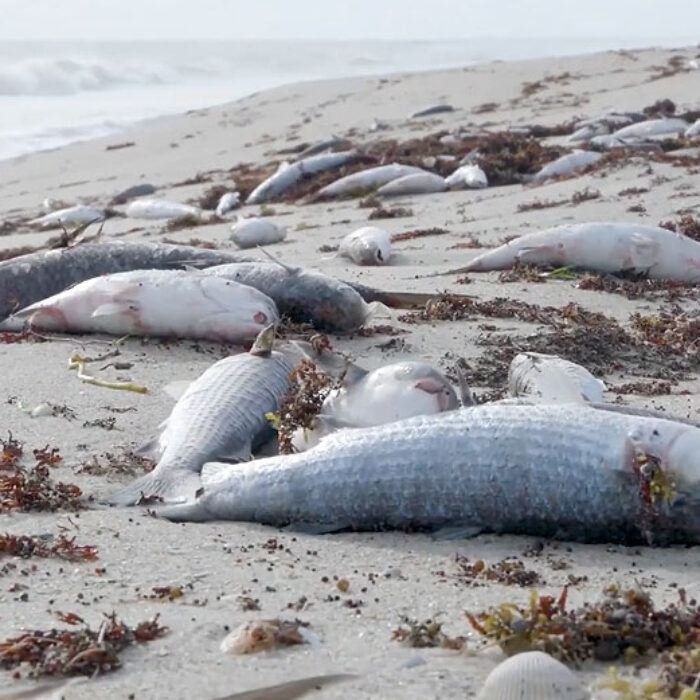 Dead fish in Florida toxic algae bloom