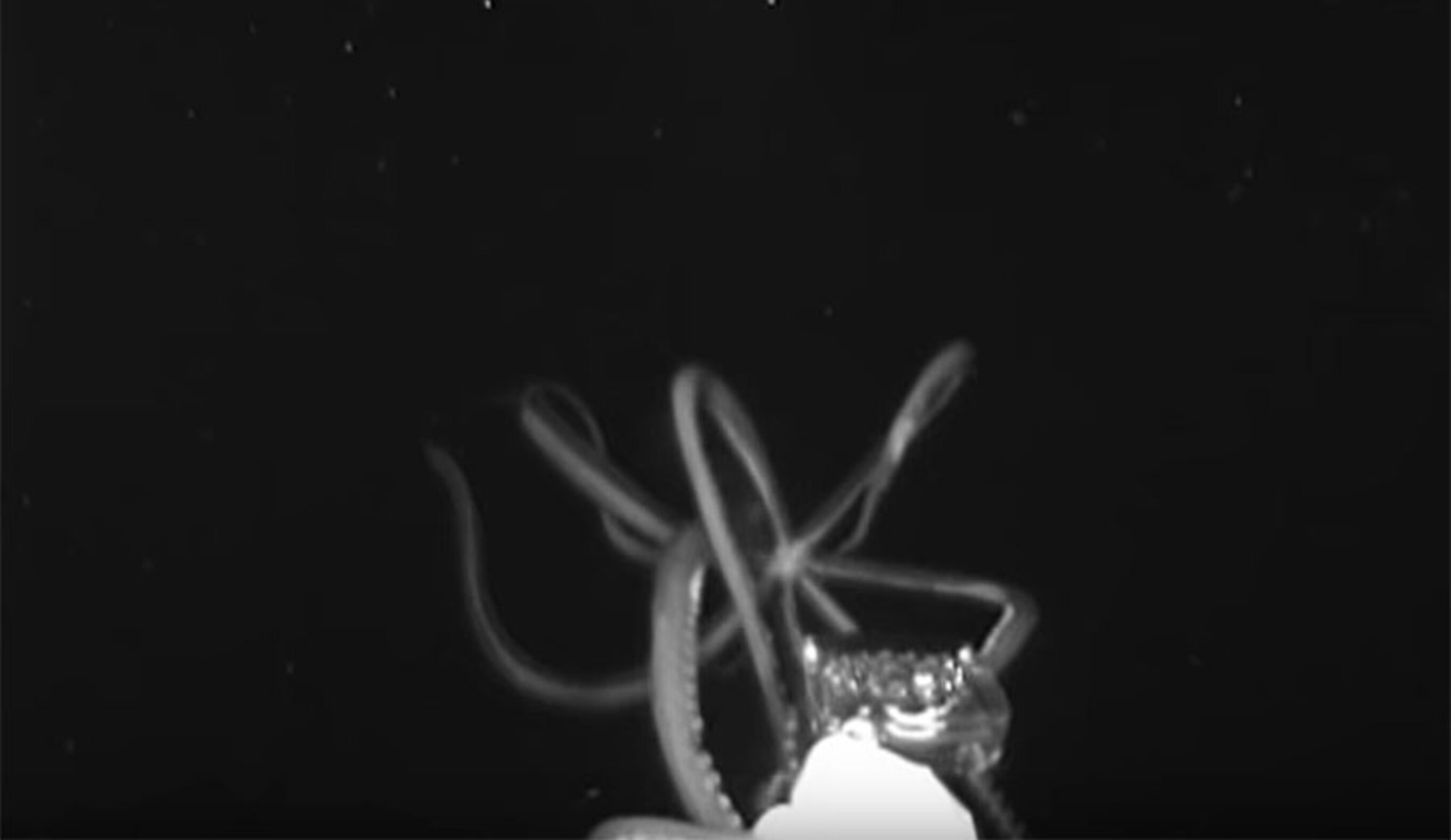 Giant squid in Gulf of Mexico