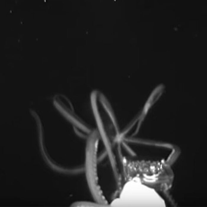 Giant squid in Gulf of Mexico