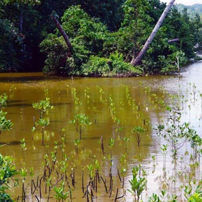 Mangroves in Biak Island Indonesia