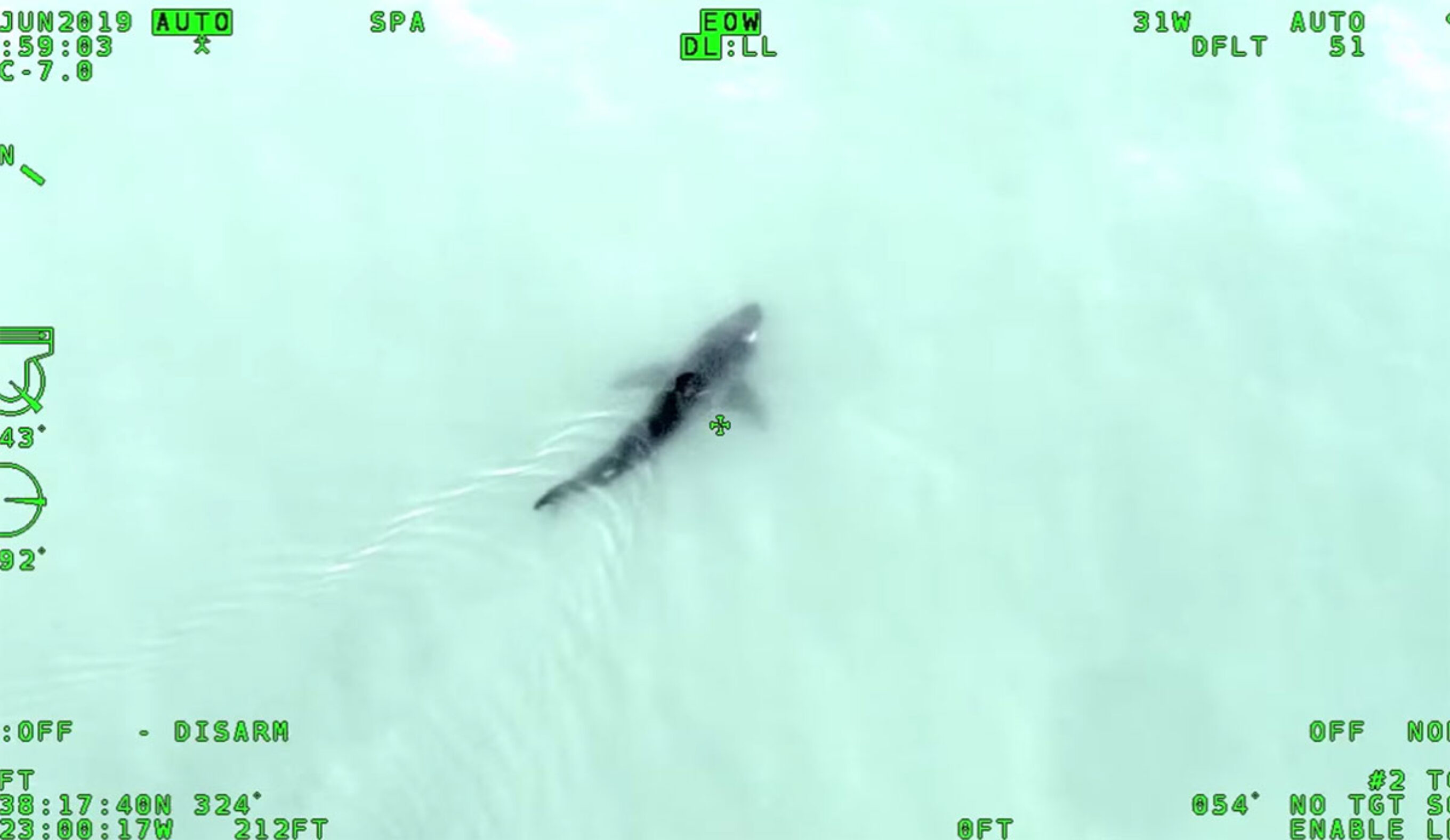 Great white shark in Sonoma County