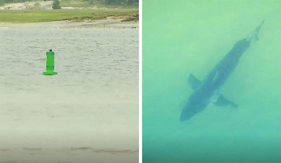 Acoustic shark fence