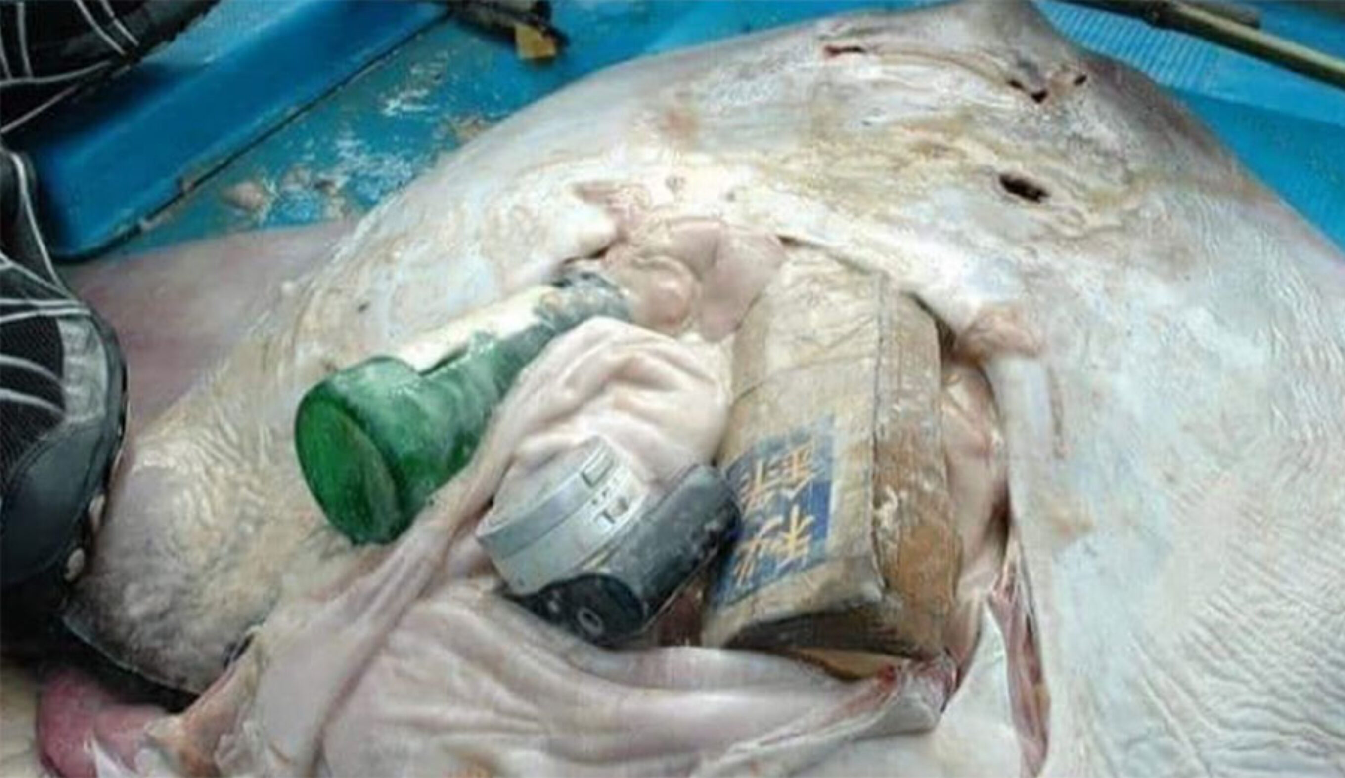dead stingray stomach full of garbage