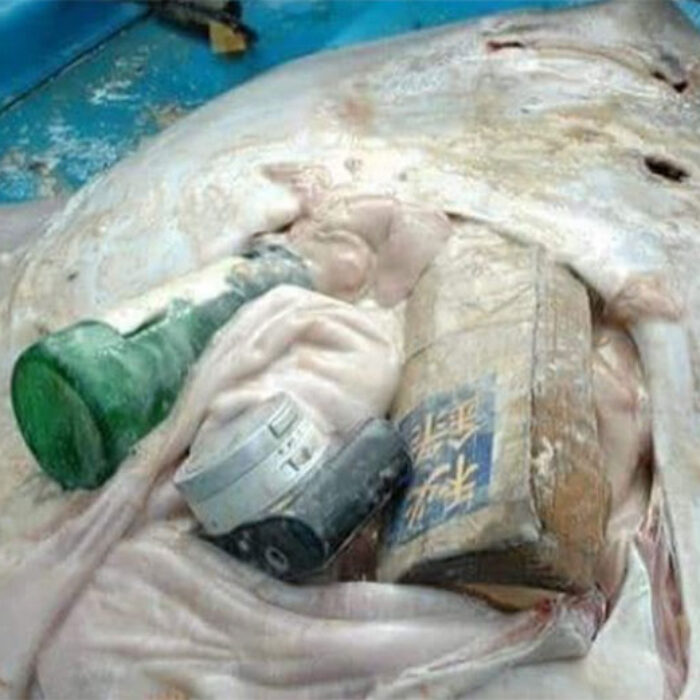 dead stingray stomach full of garbage