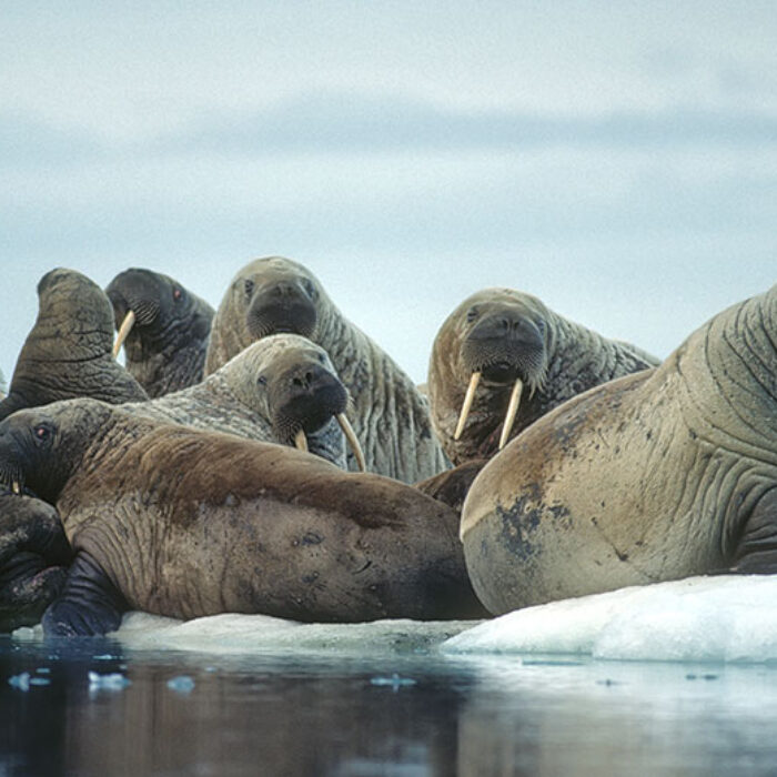 Walruses in the Arctic Ocean