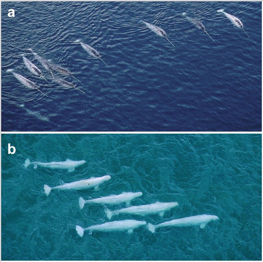 Narwhals and belugas