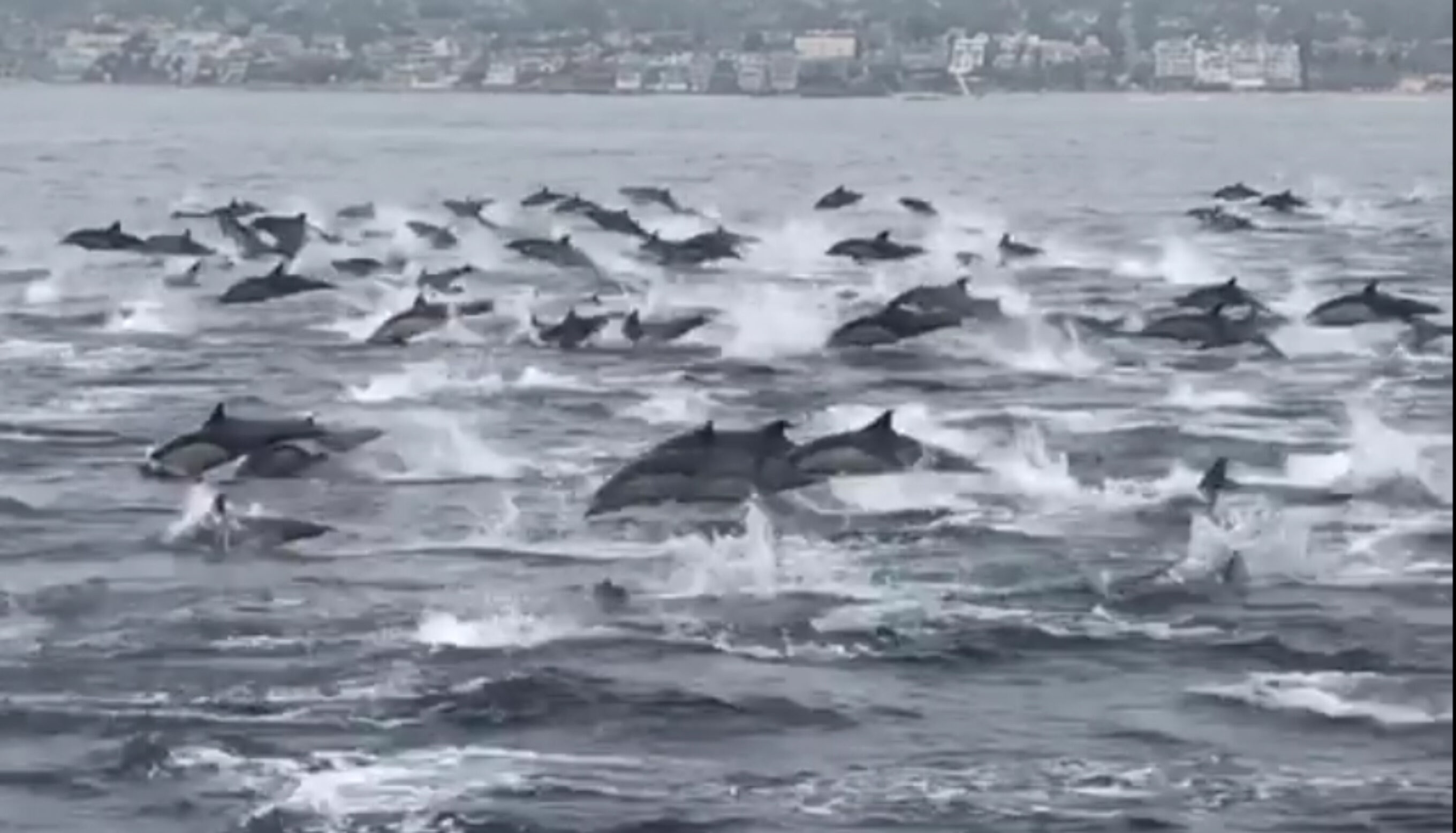 Watch This Mega Pod of Dolphins Light Up the Laguna Beach Coastline