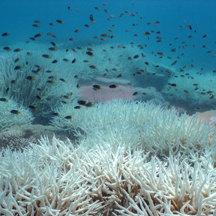 Bleached staghorn coral on the Great Barrier Reef.