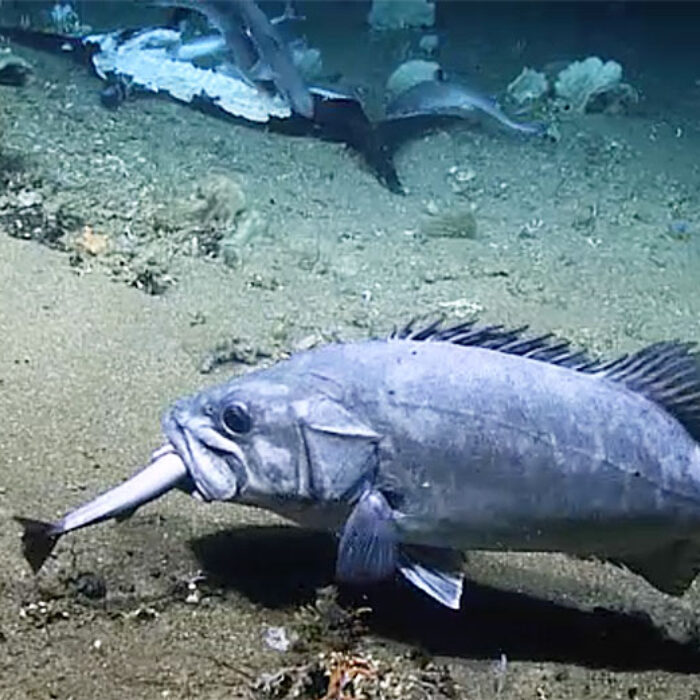 Shark feeding frenzy interrupted by hungry grouper