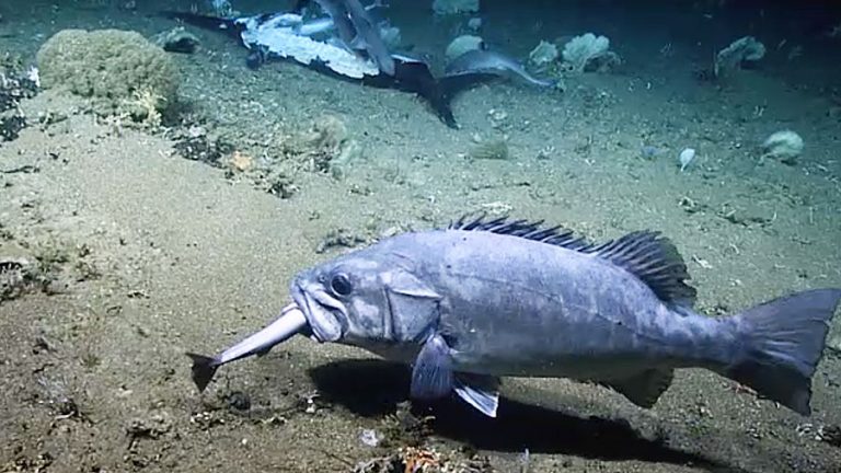 Shark feeding frenzy interrupted by hungry grouper