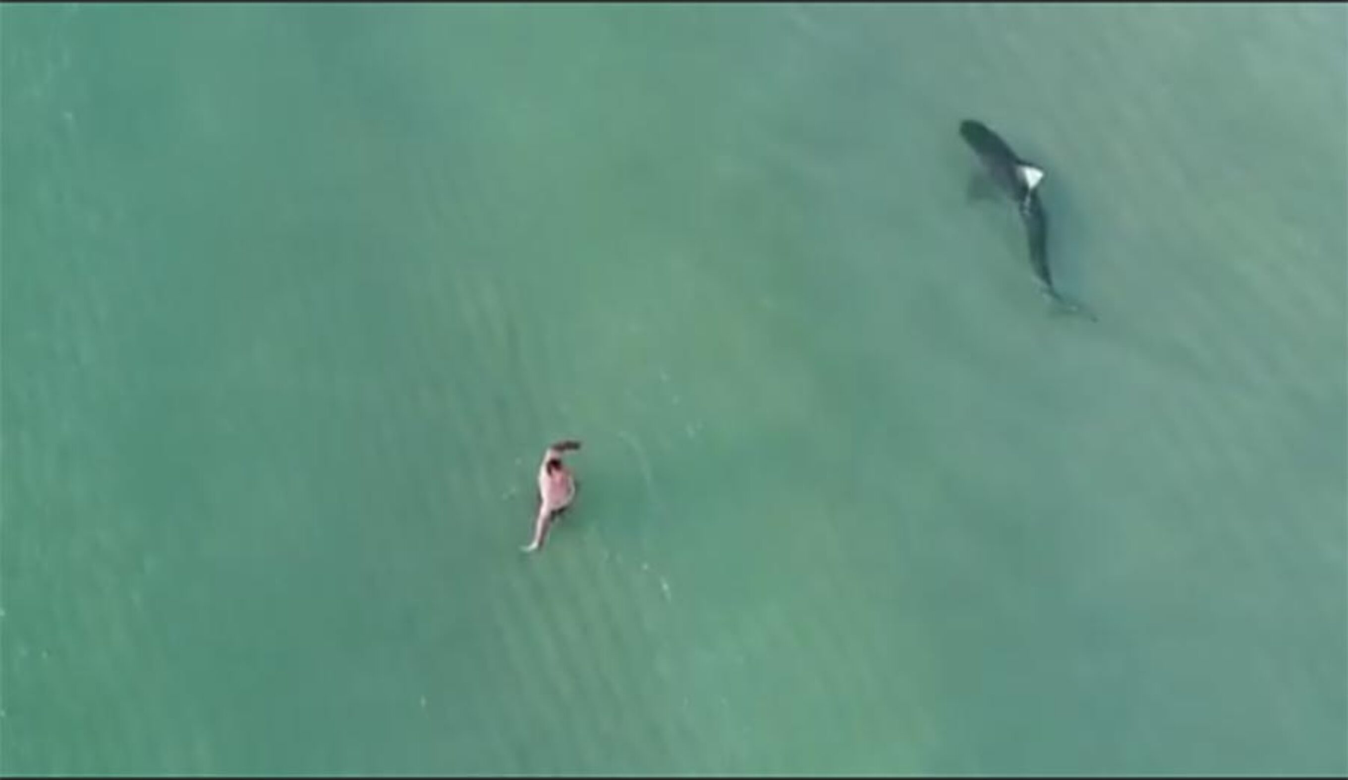 This Drone Footage of Tiger Shark Patrolling Miami Beach Is Almost Hypnotic