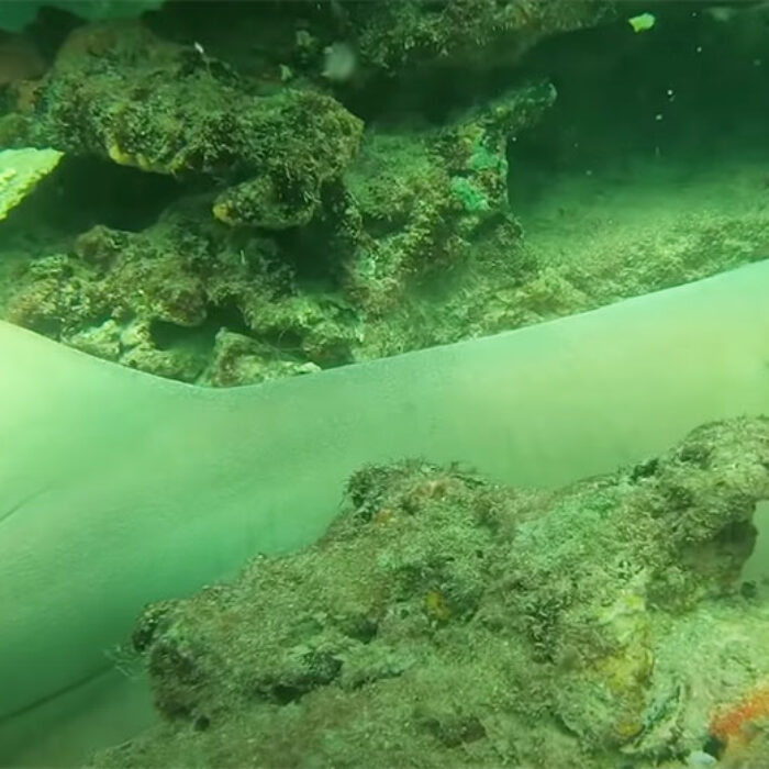 Nurse shark