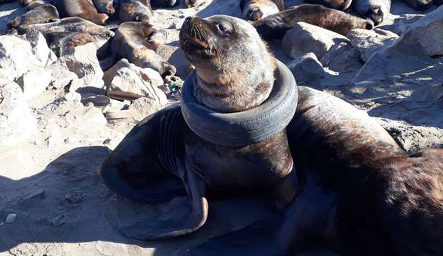 See the Moment a Sea Lion Is Freed From an Old Tire Stuck on Its Neck | The Inertia