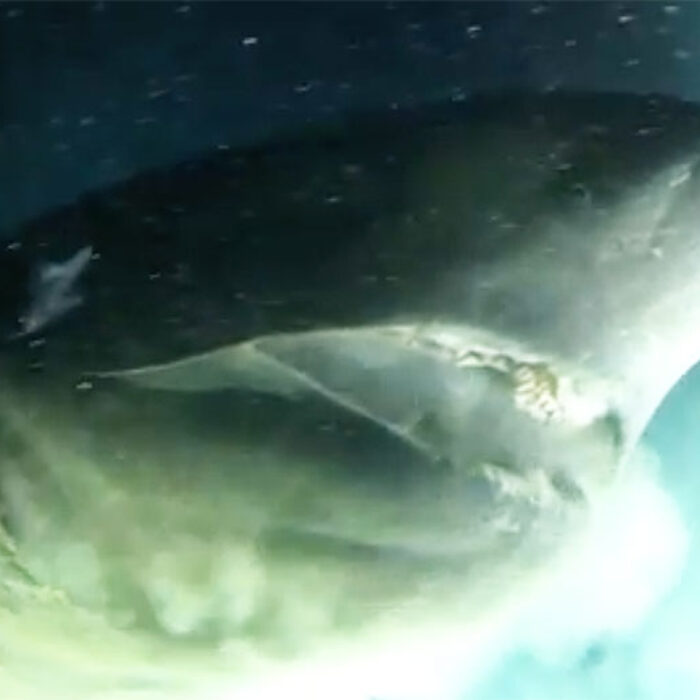 Bluntnose six-gill shark