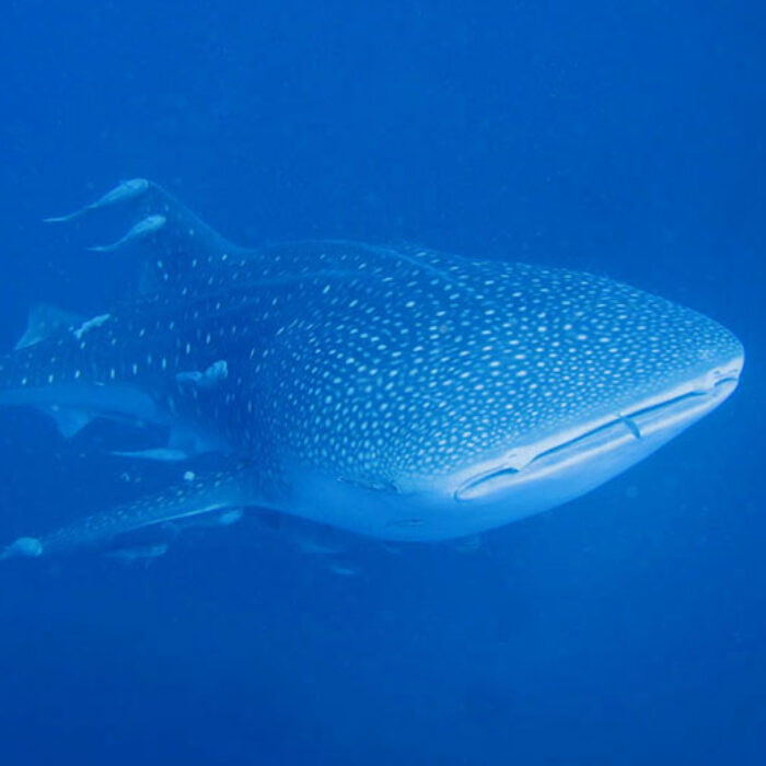 Whale Shark