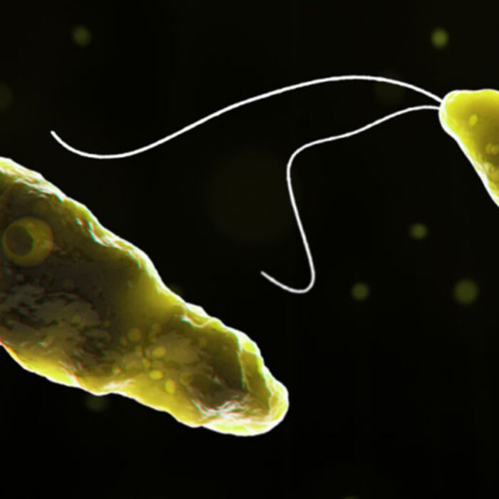 Naegleria fowleri