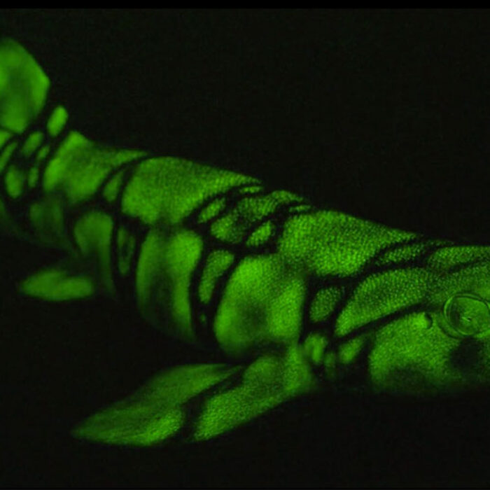Glow in the dark shark