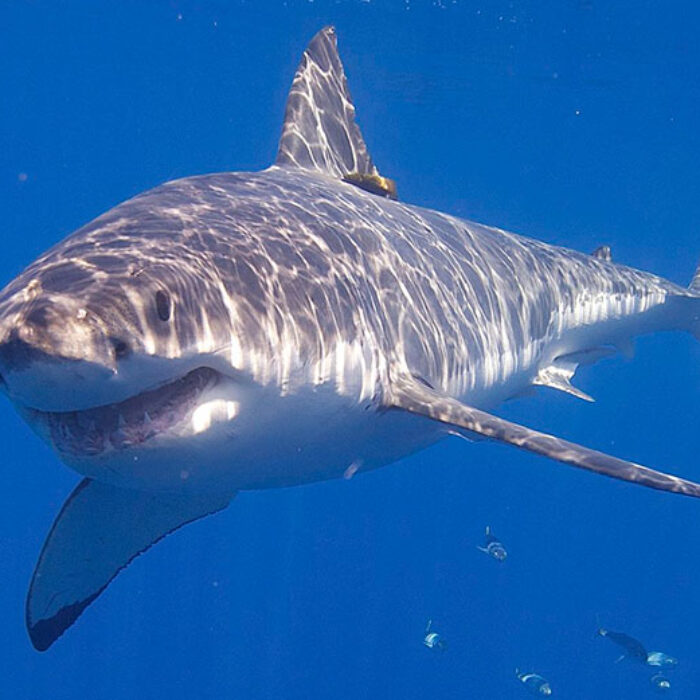 Great white shark