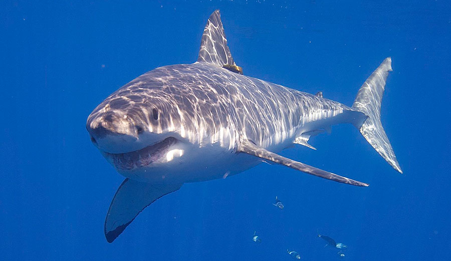 Great white shark