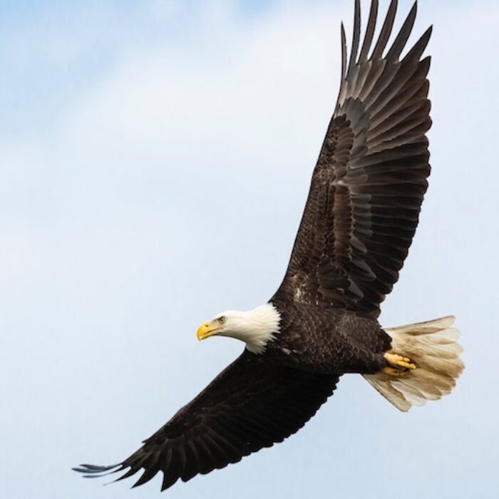Bald Eagle Photo: Unsplash