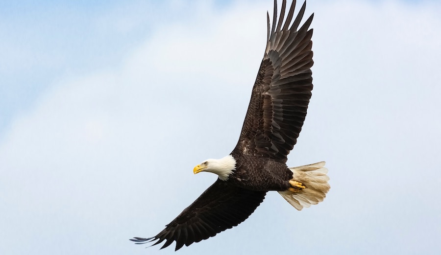 Bald Eagle Photo: Unsplash