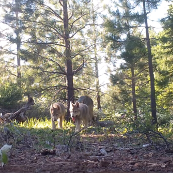 California Department of Fish and Wildlife Releases Video of Adorable California Wolf Pups