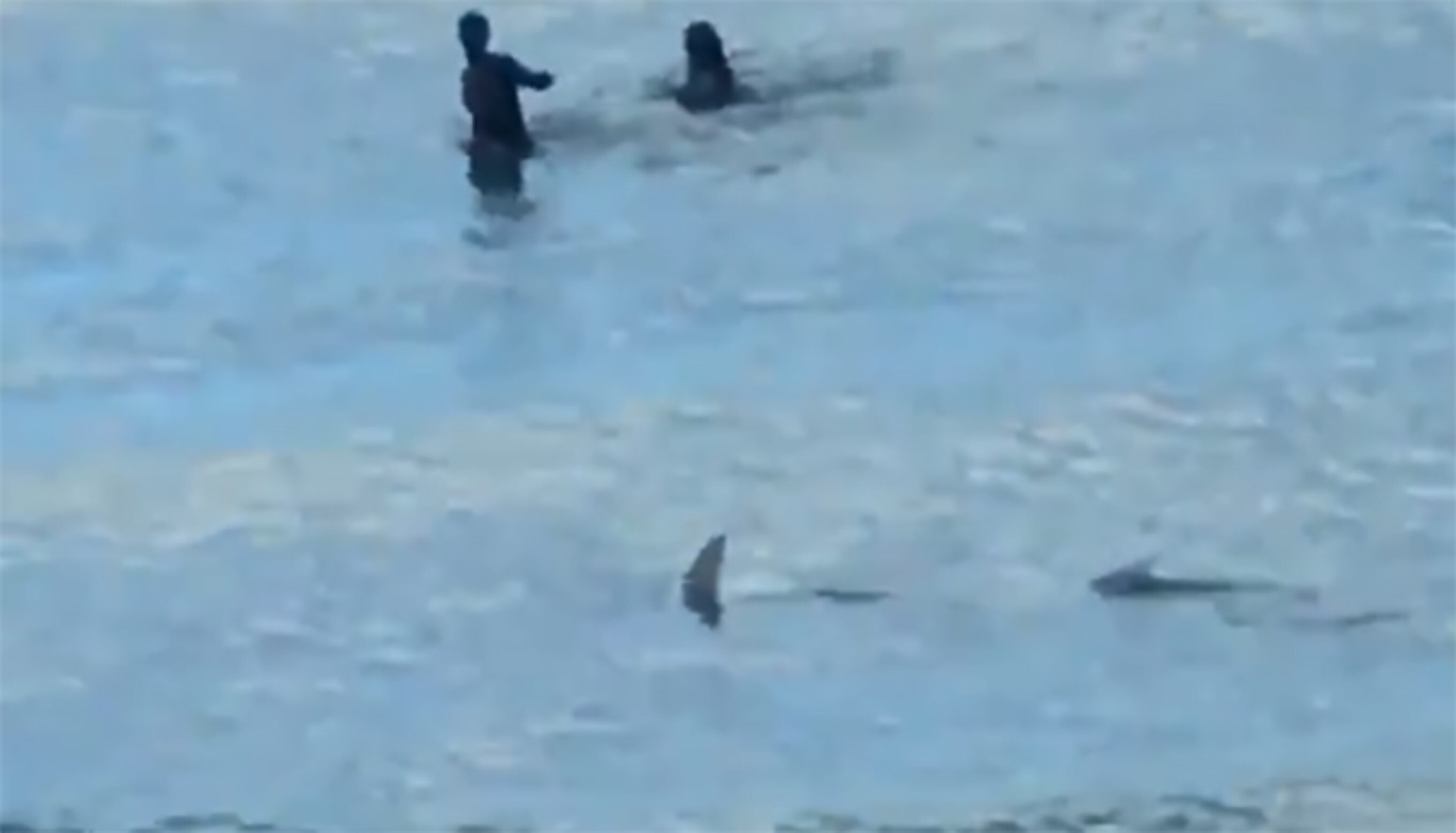 Watch This Couple Scramble as Sharks Wrestle in the Shorebreak