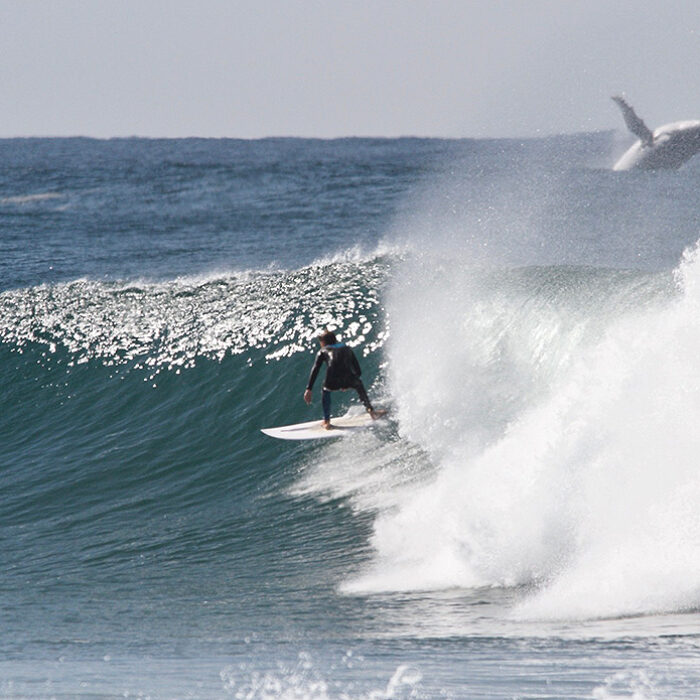 Luke Jones, Whale,