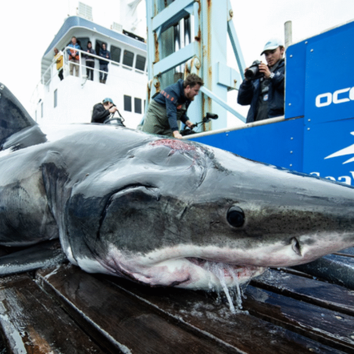 Shark Researchers Are Trying to Figure Out What Bit a 13-Foot Great White on the Head