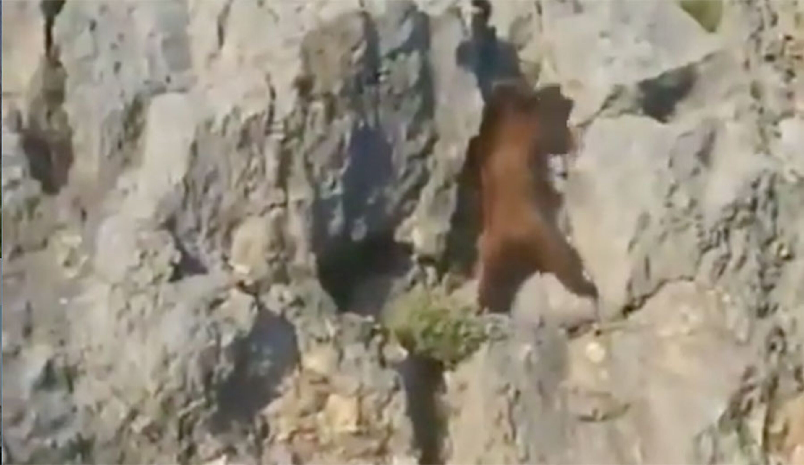 Bear climbing wall