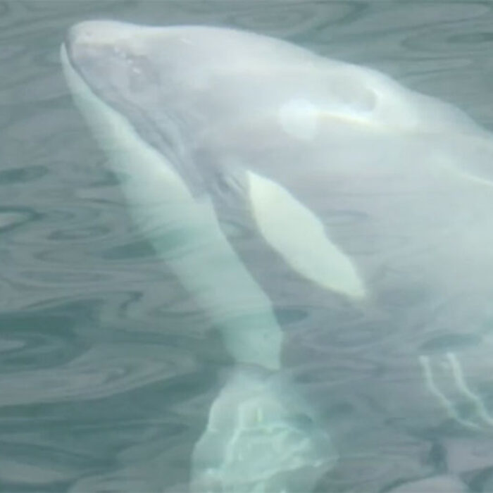 Tl'uk white orca whale
