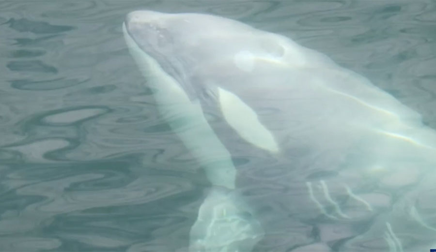 Tl'uk white orca whale