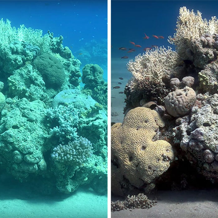 Sea-thru is an algorithm that effectively removes the water from underwater images.