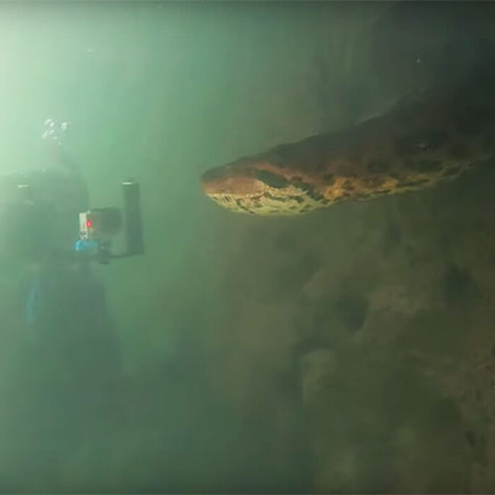 Giant anaconda