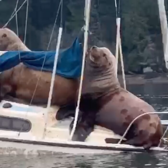 Check Out the Size of These Monster Sea Lions